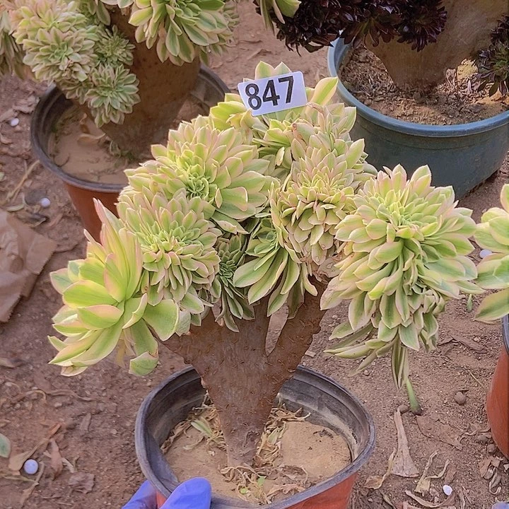 847颜宁老庄缀化老板子法师