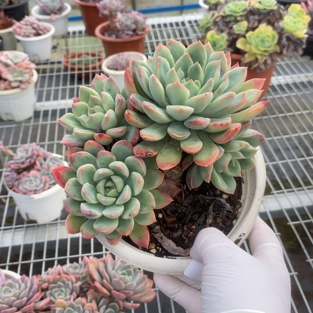 3360不知名一物一拍