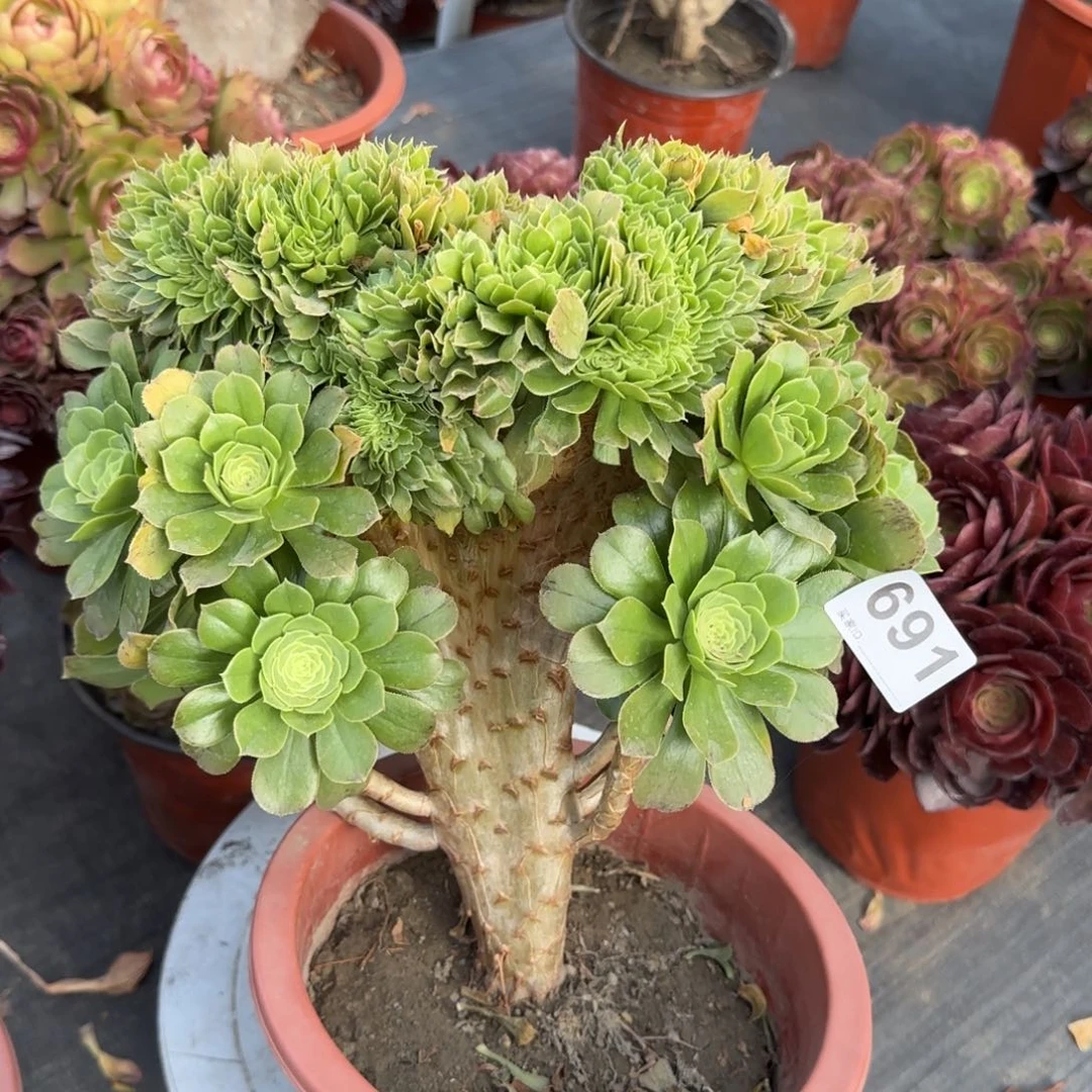 691多肉植物绿缀