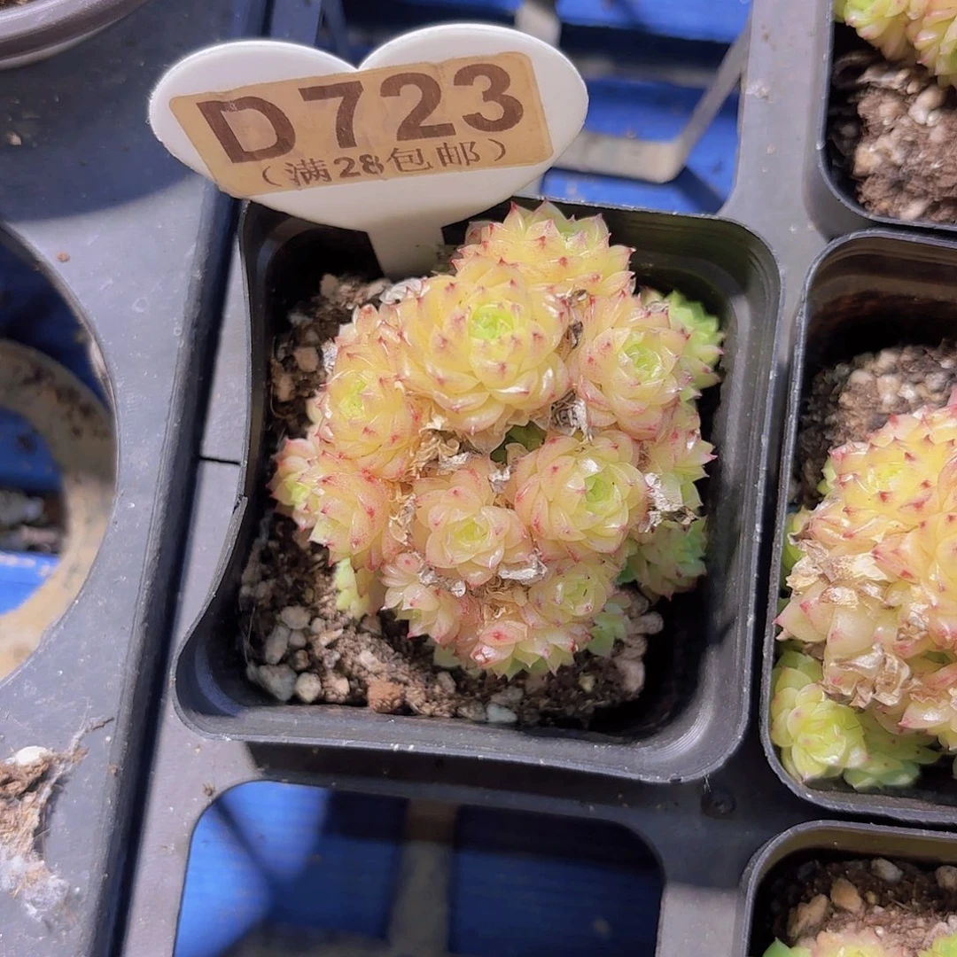 D723麦秆一物一拍