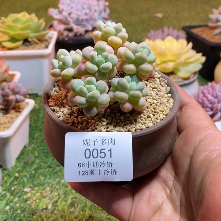 0051啊啊啊啊啊啊啊啊啊啊啊啊