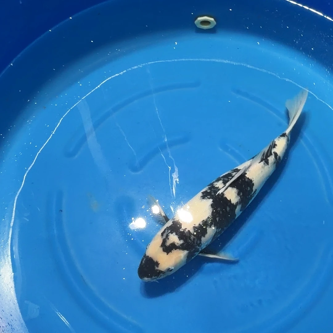 锦鲤白写专拍链接