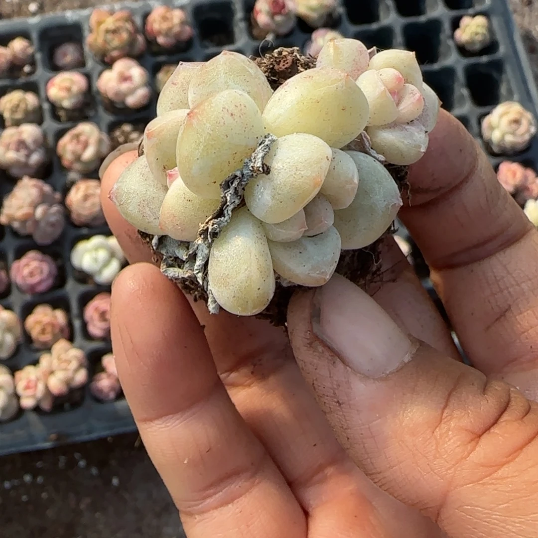 多肉小卡拉米糖心一物一拍