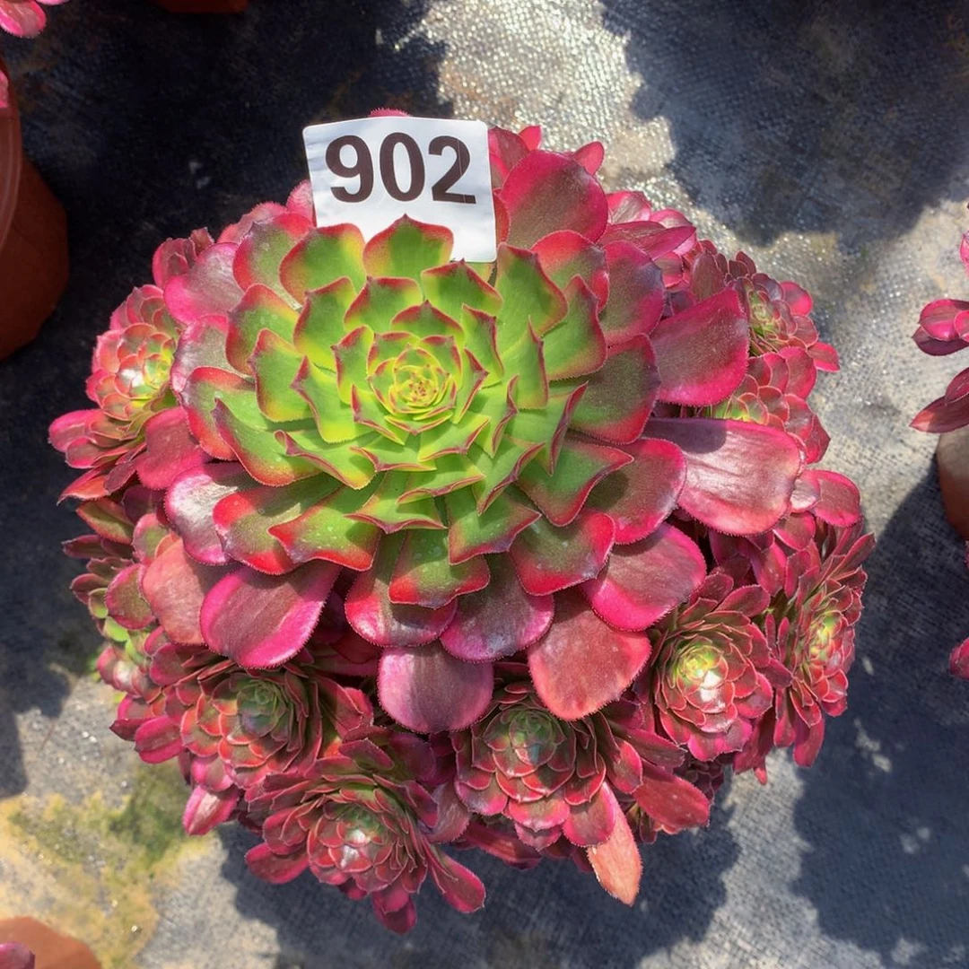 维纳斯902法师发货盆发