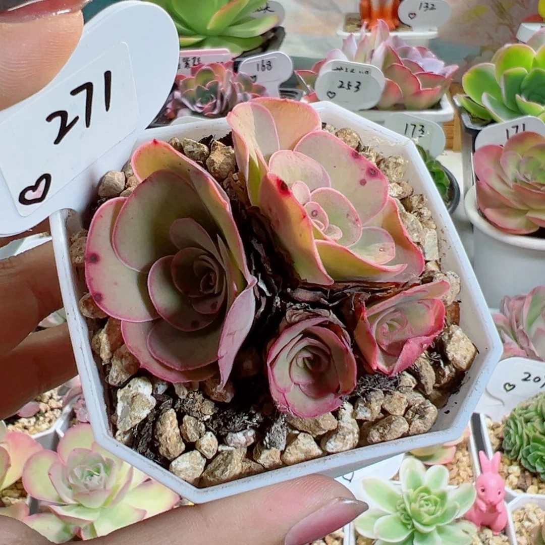 271蝴蝶落霞四头。