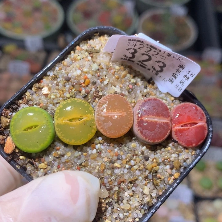 精品生石花223.323