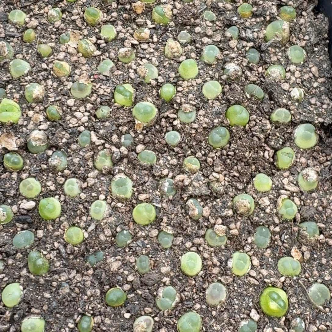 拉登三个福利随机发福利