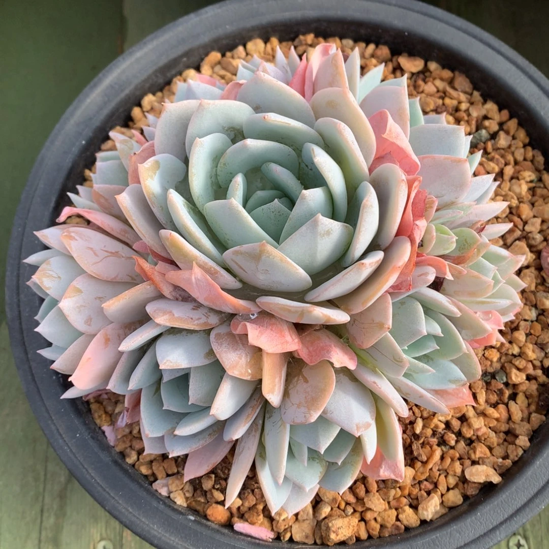 我们家的小姐姐们