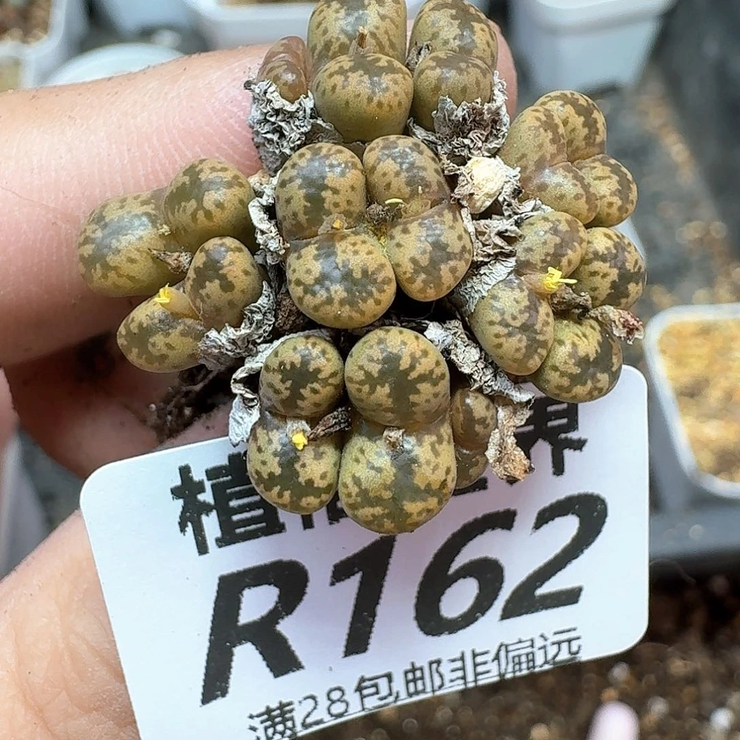 多肉植物的润泽额ff