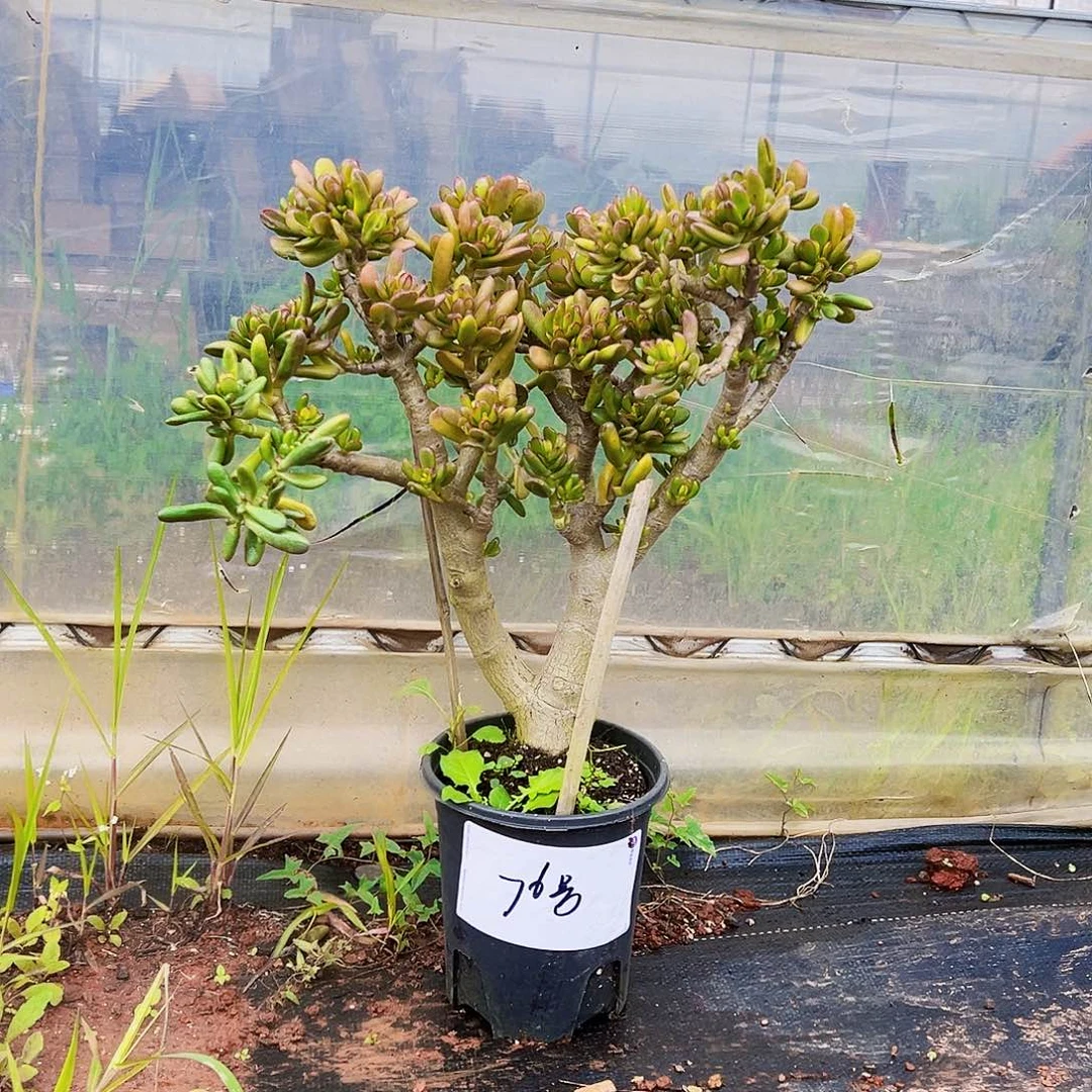 76号吸财树不带盆