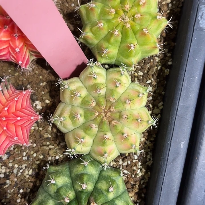 蜃****695-0731泰国发货