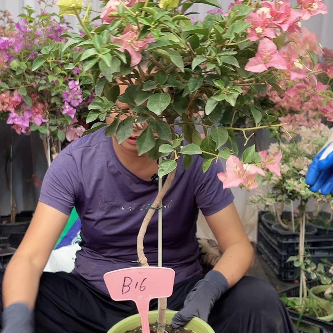 天***金当前无花栽培后可以开花B16卡亚塔