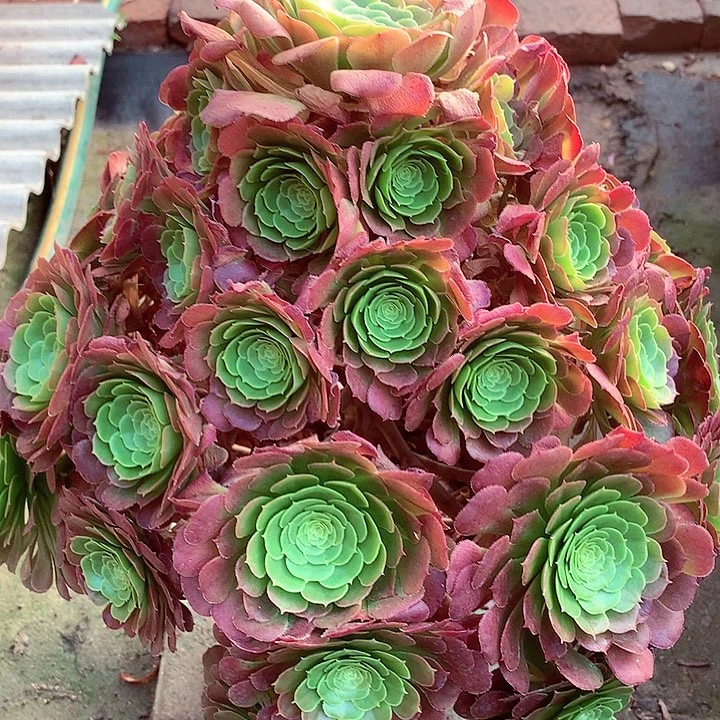 圣洛拉大老桩啊啊啊啊