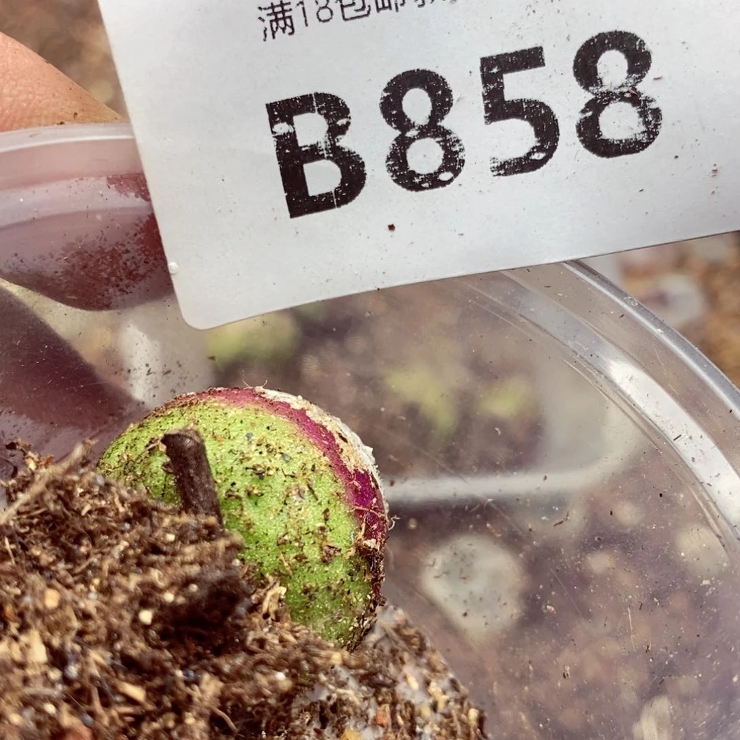 搞*珍我的小姐姐们都是我858