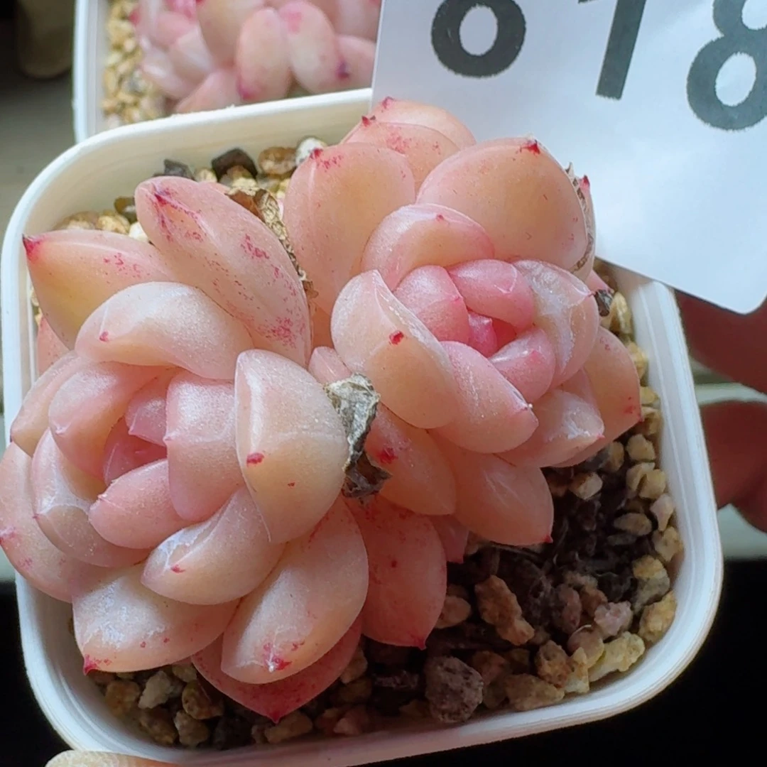 干冰         多肉植物