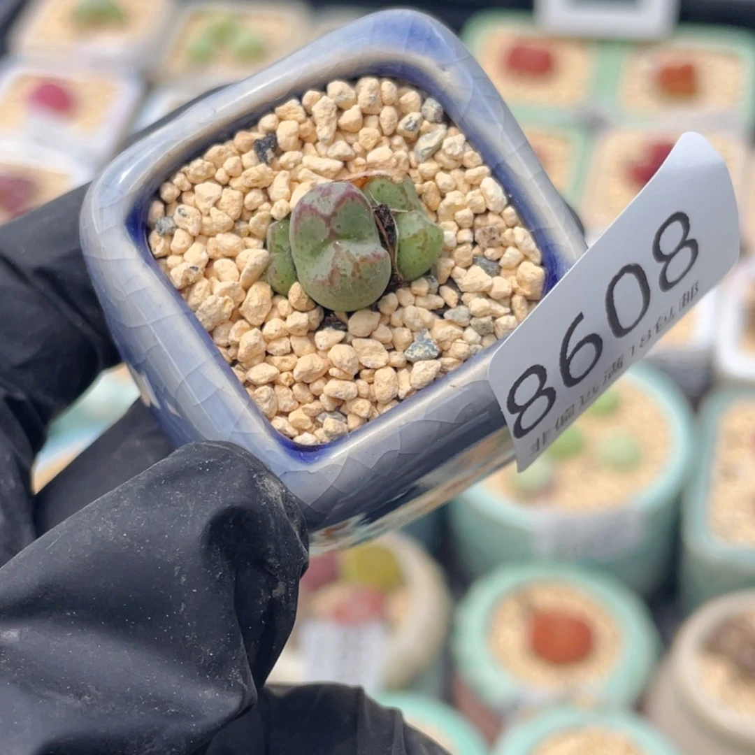 无花朵8608--一物一拍带盆