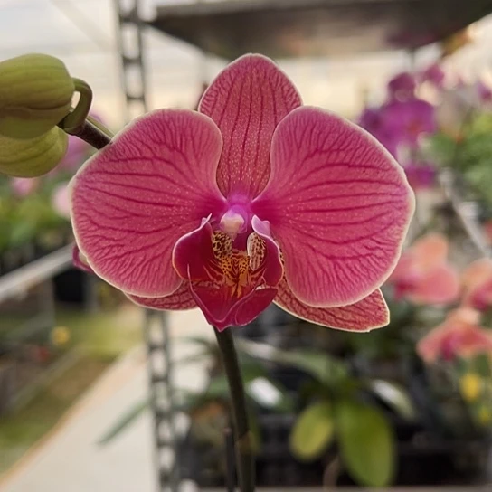 完全开放复古色Y029