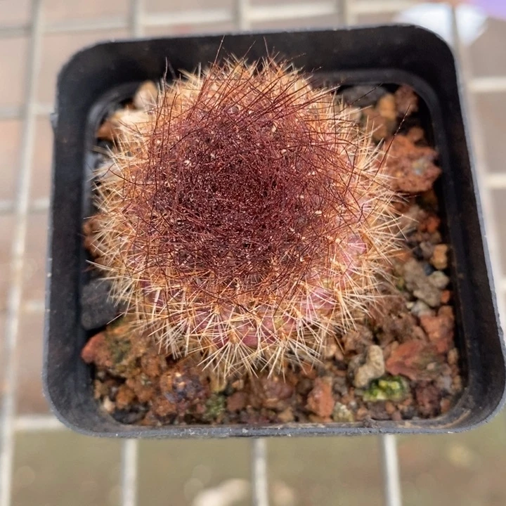 伯克利和格蕾纳等著名音乐