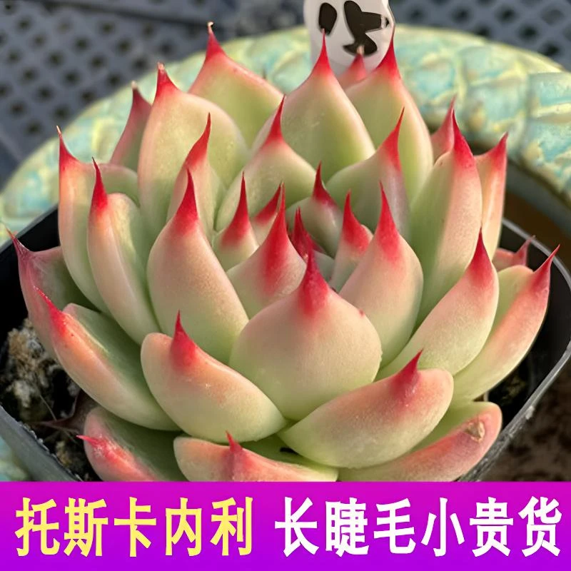 托斯卡内利多肉长睫毛蓝龙红龙新品种红尖尖冬云系列莲花肉肉