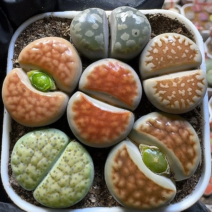 生石花11111。 117