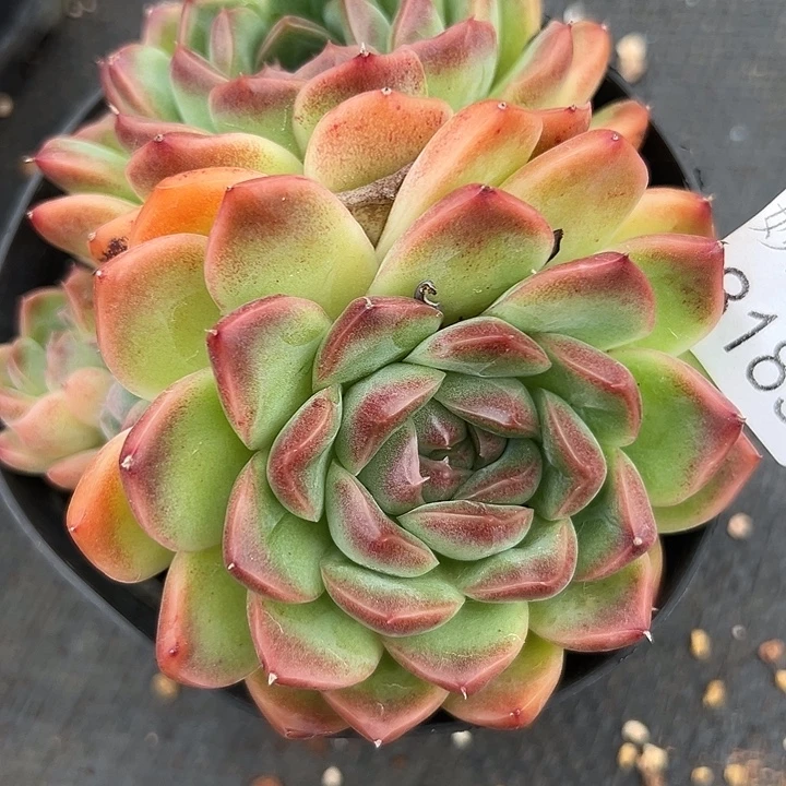 彬***园8189杂交多肉植物基地