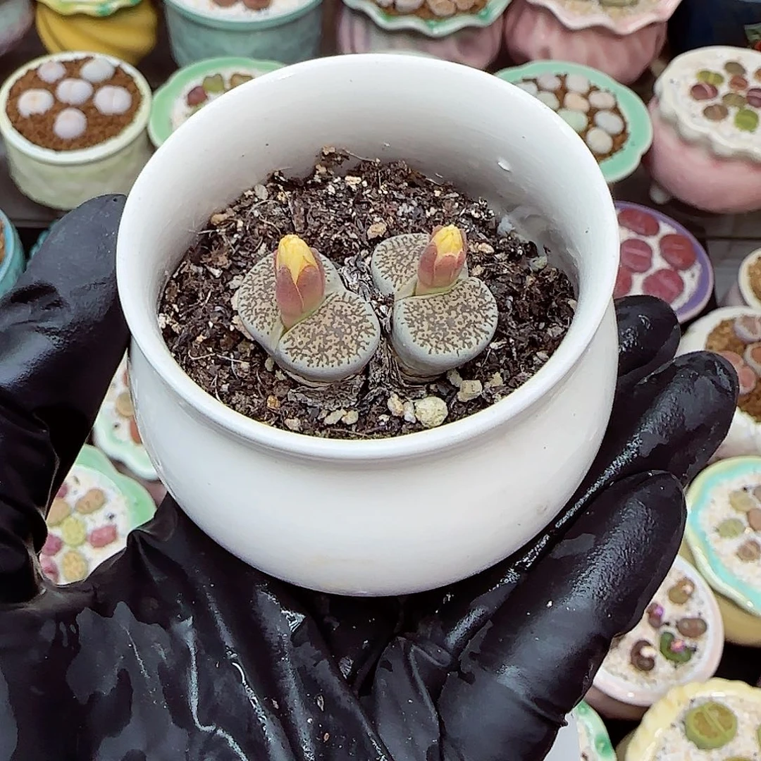 生石花满18包邮1106-6