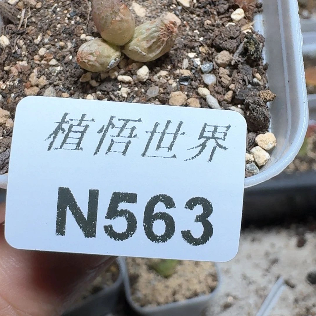 563号的植物哇d g v b