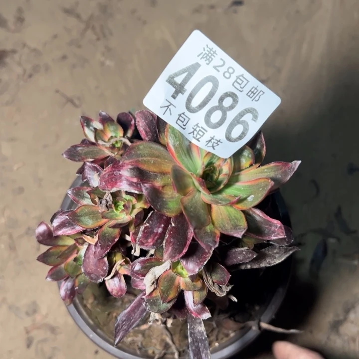 火凤多肉植物法师4086