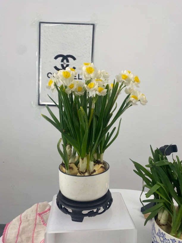 漳州水仙花水培简约白色陶瓷盆带底座