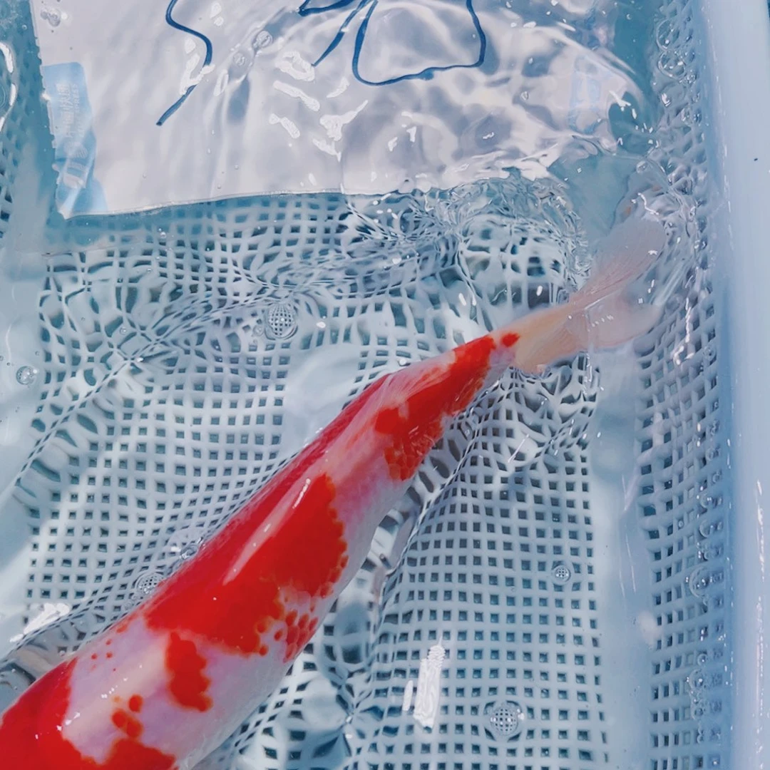 海水鱼锦鲤观赏鱼151