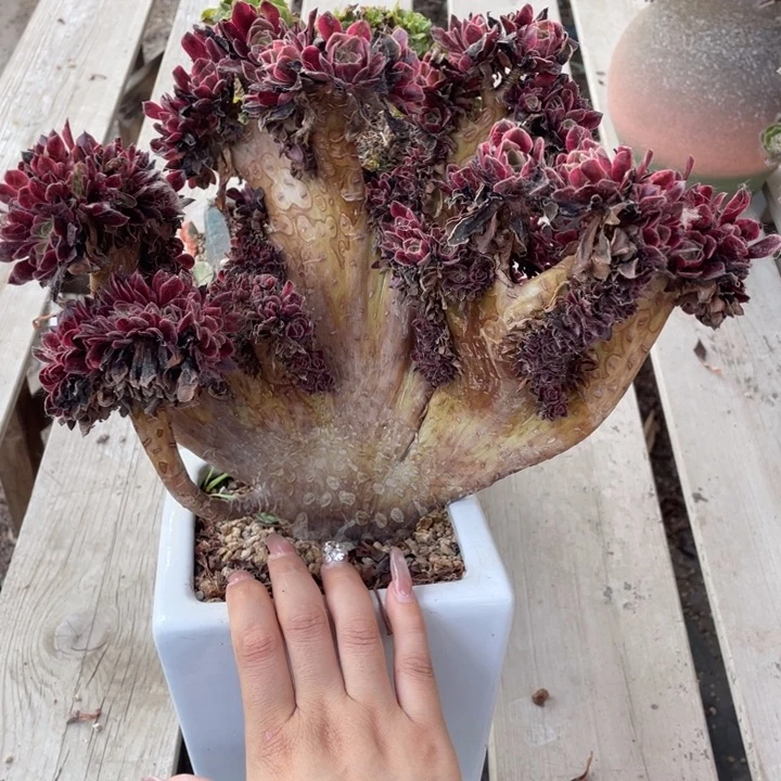 美杜莎多肉丁对俄罗斯人