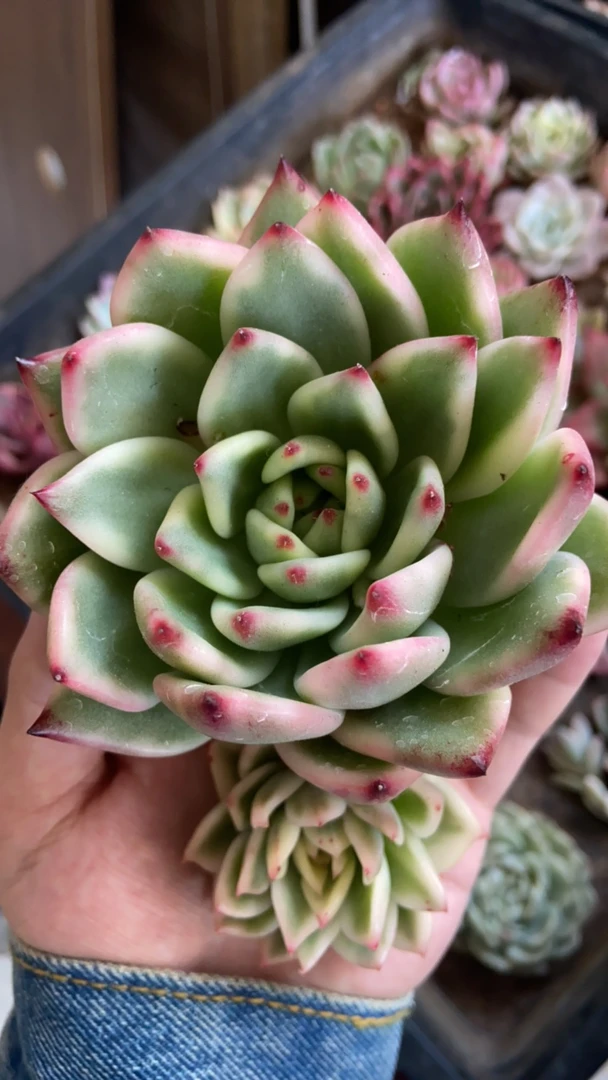 福利头盖阿姆斯壮