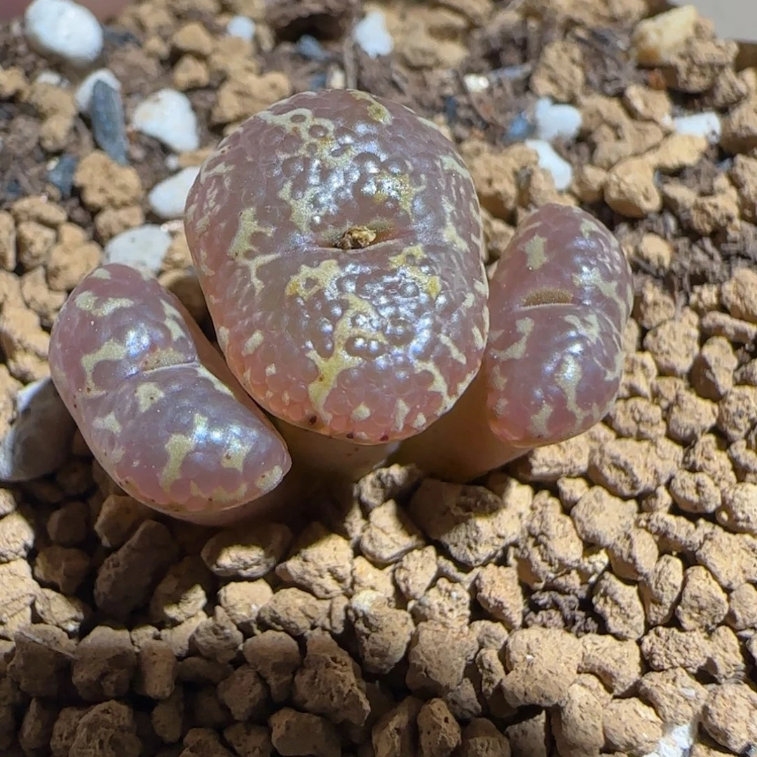 肉锥多肉植物组合-超级泡泡勋1531