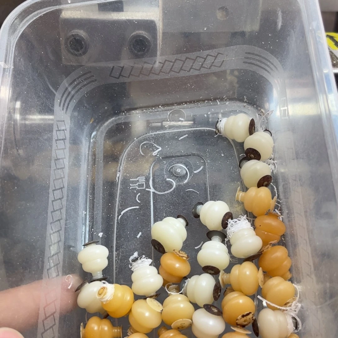 安***1吊坠菩提根/象牙果