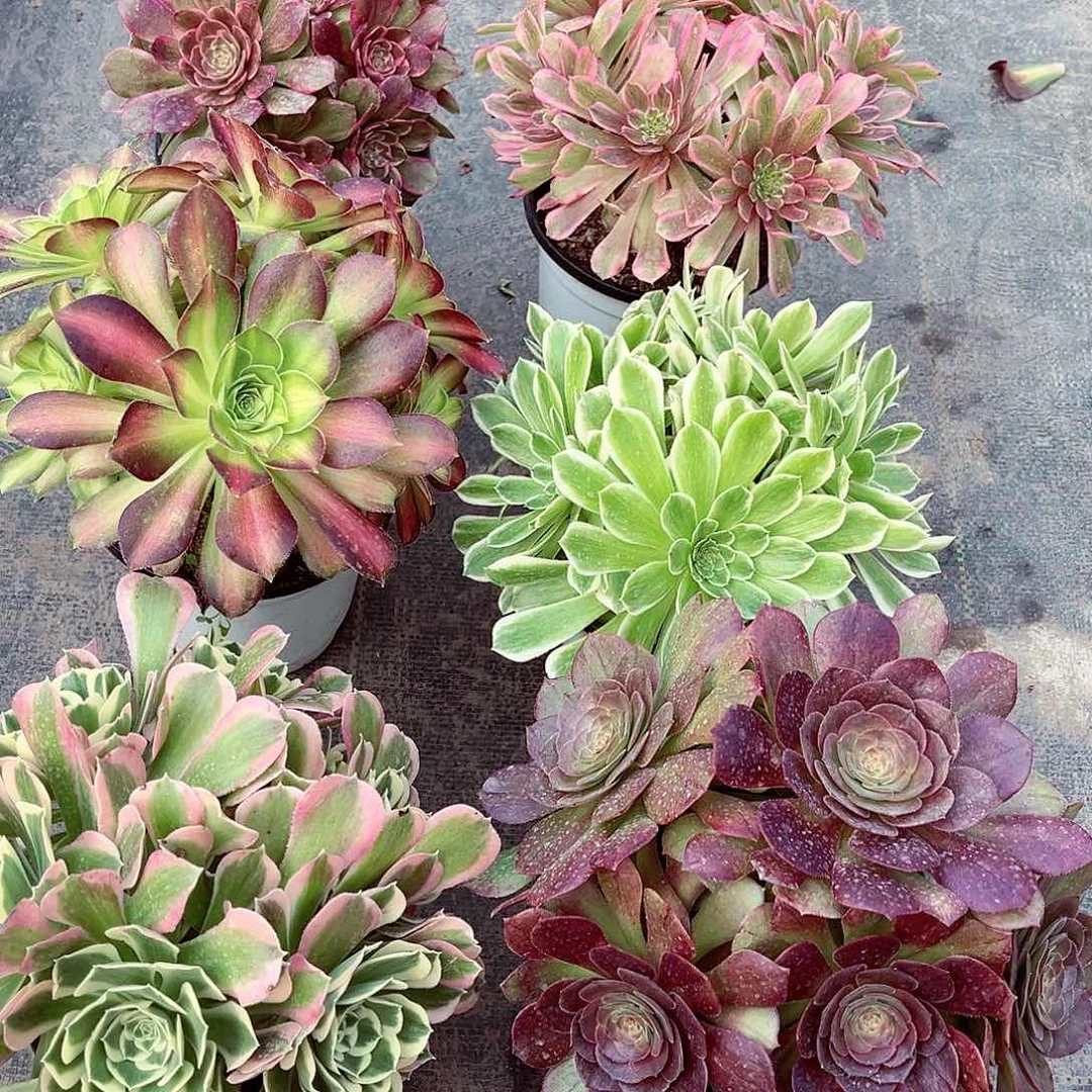 6颗58米法师多肉植物