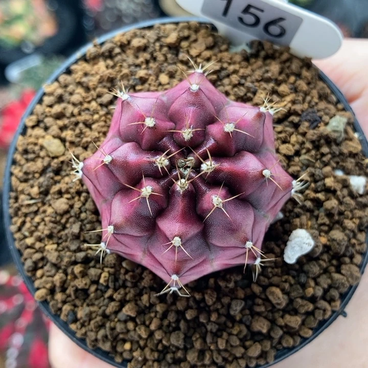 疯马 米哈仙人球