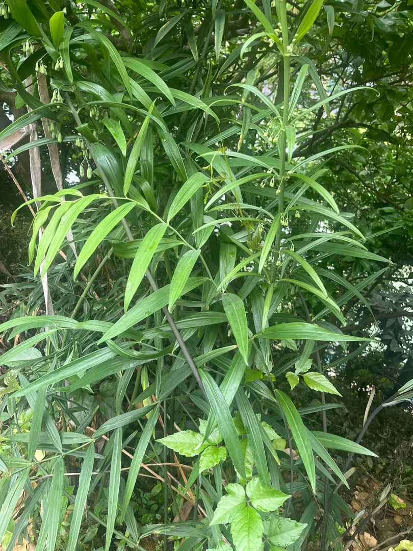 恩施老高山野生老虎姜（黄，精）