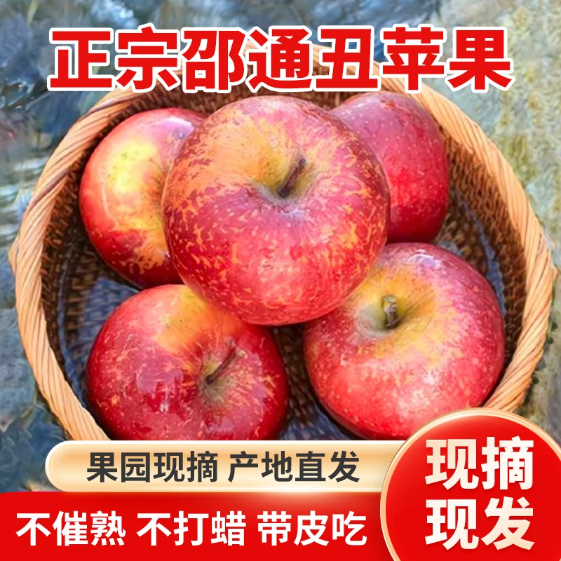 云南昭通丑苹果脆甜多汁新鲜应季水果产地现摘