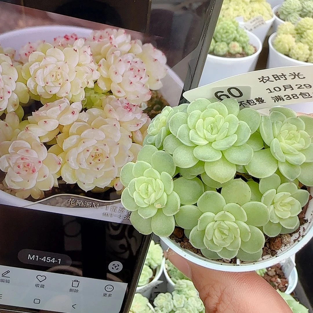 1029-60（m1-454-1）优选