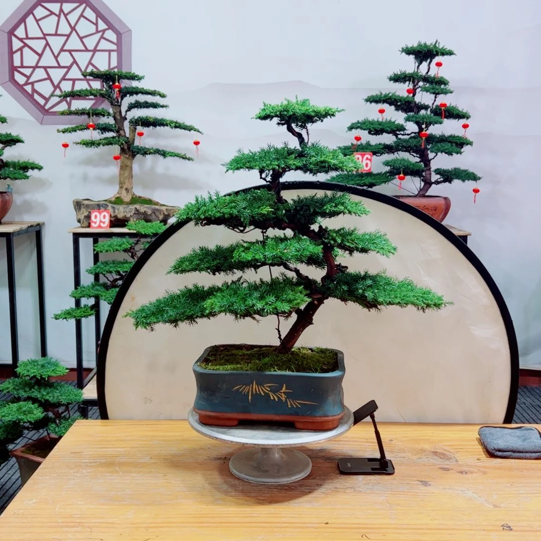 老桩盆景夏***初原生桩龙爪松