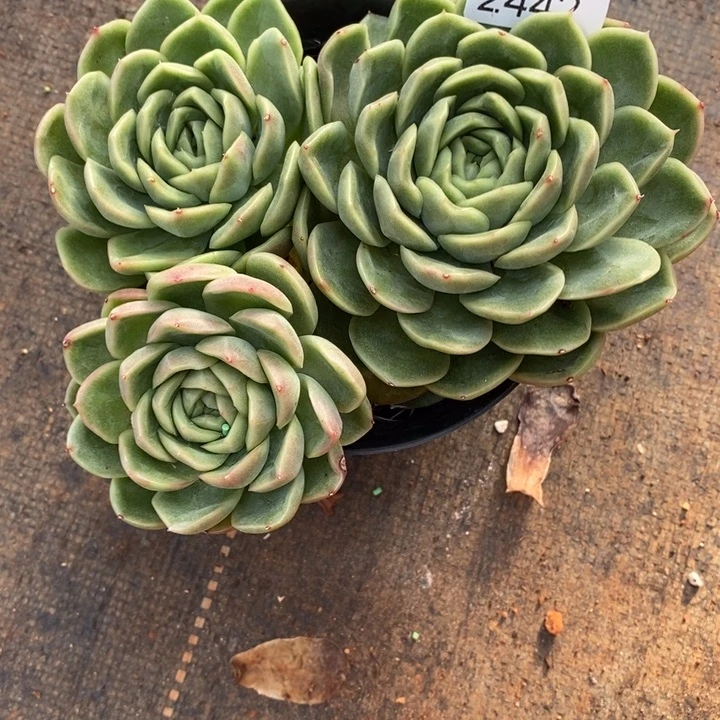叮***5精品多肉植物2442