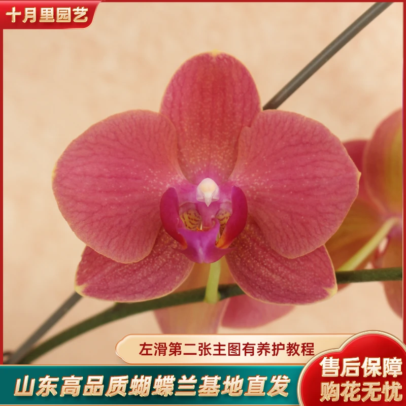十月里蝴蝶兰【布林迪西】带花带花苞发货