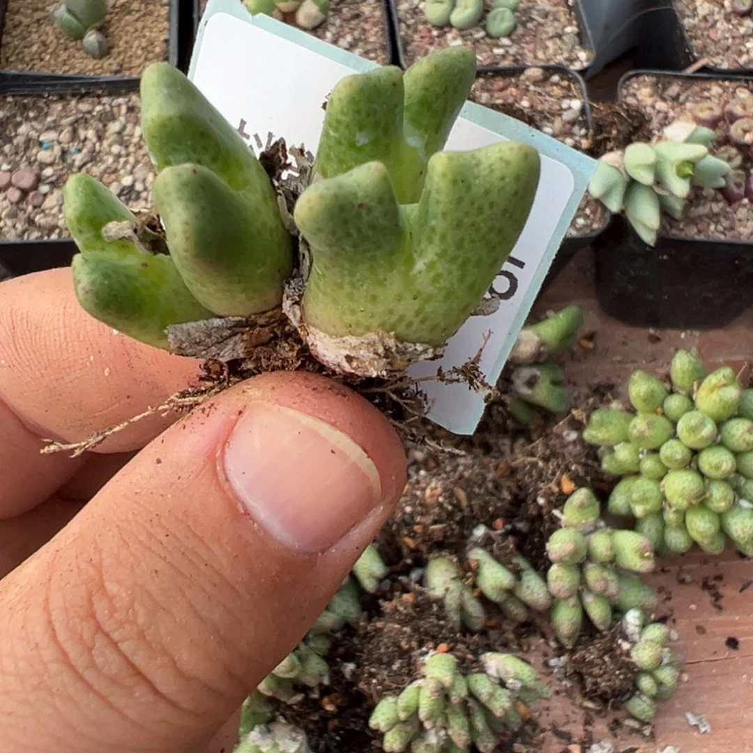 叶***宝28-135肉锥多肉植物