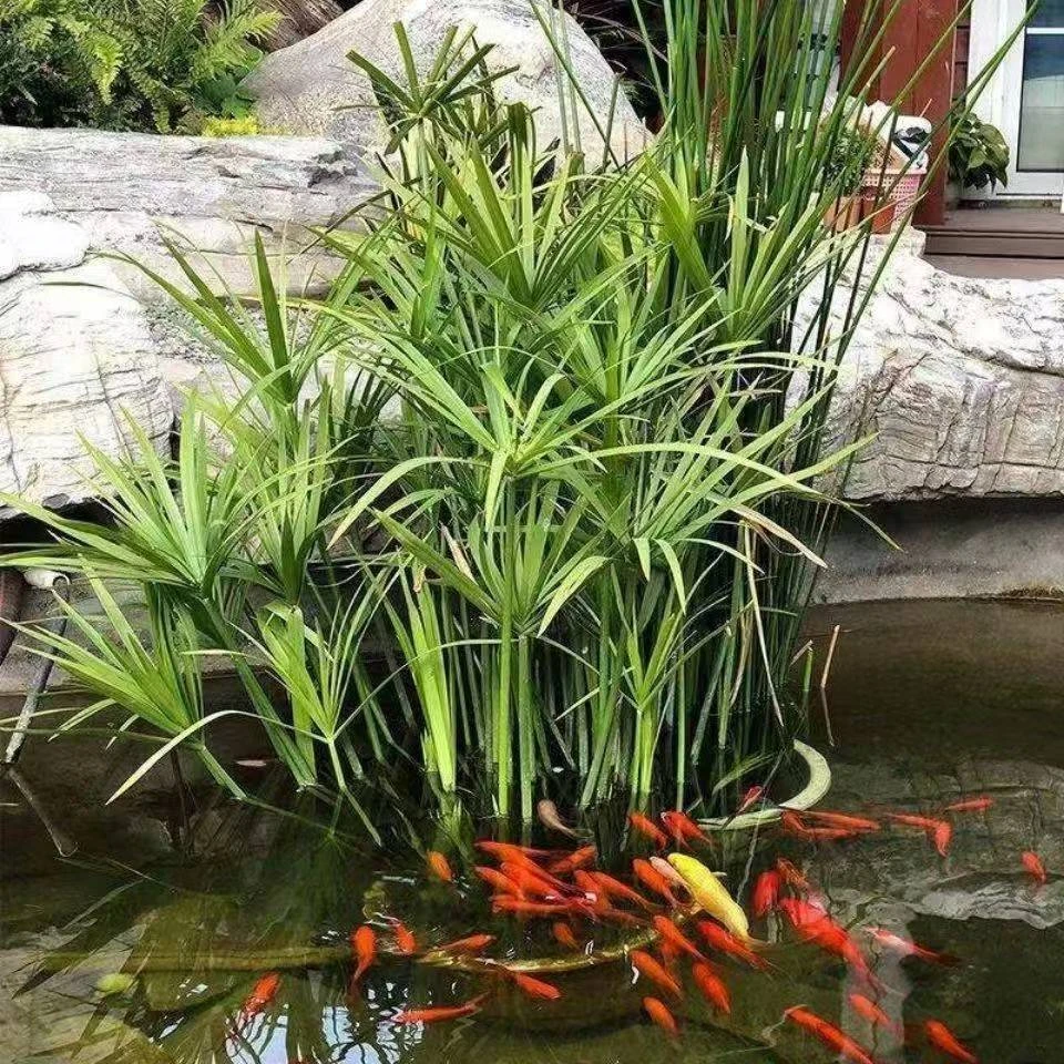 水竹盆栽水棕竹室内室外水生水培植物龟鱼缸池塘绿植旱伞草风车草