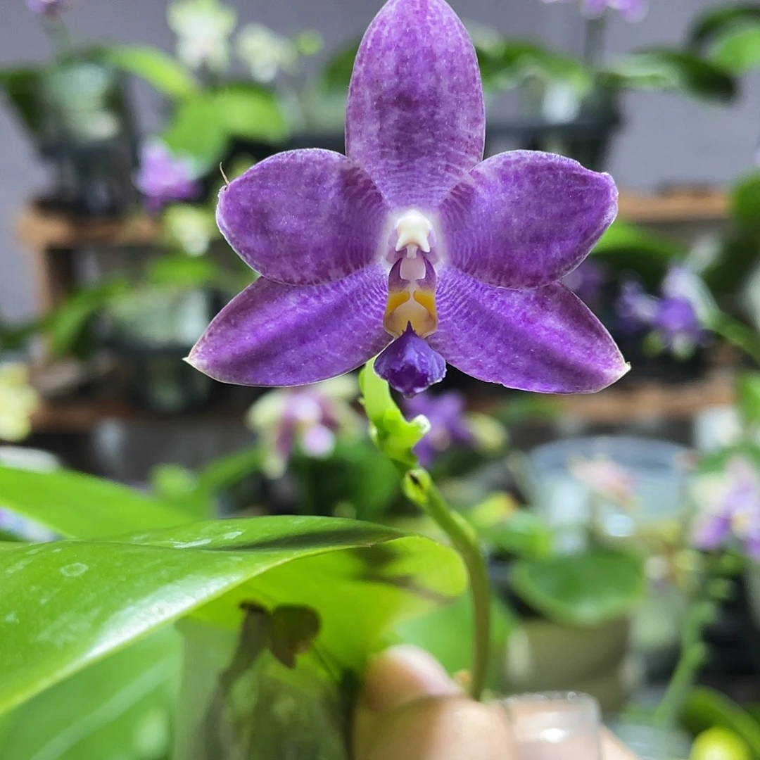完全开放10叶瑕花期不保