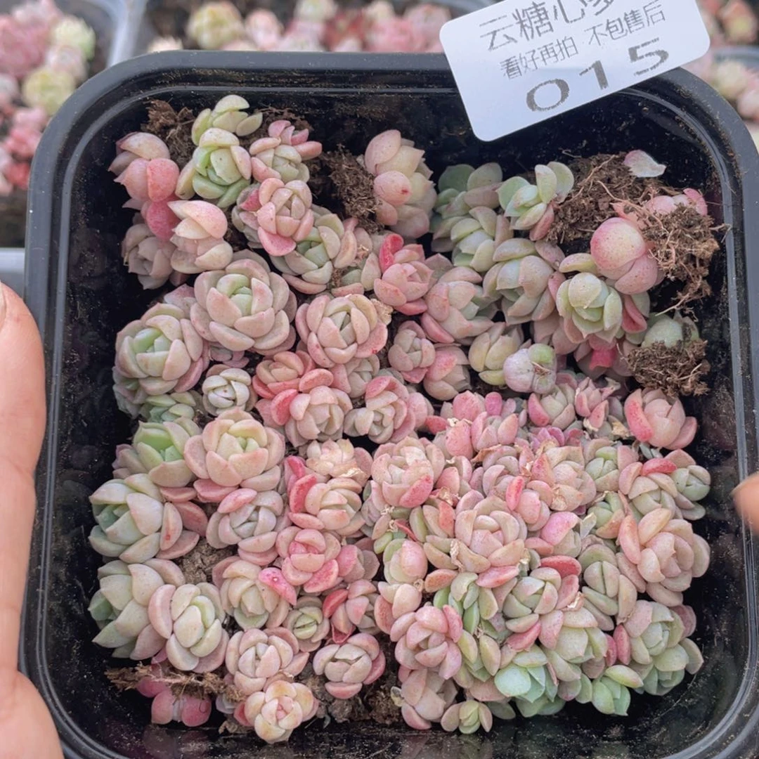 云糖心多肉植物15