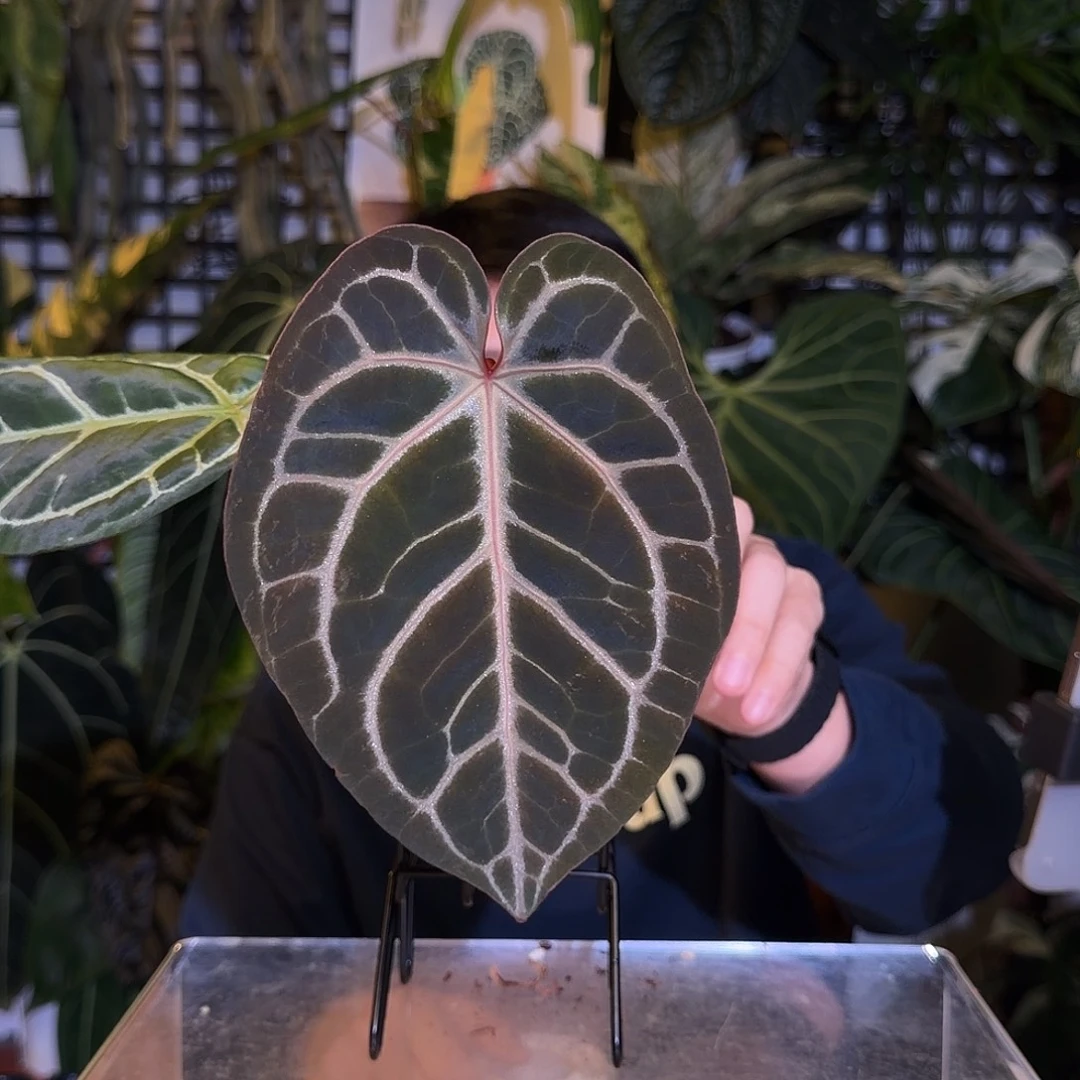 完全开放N33 米歇尔杂撕裂纹