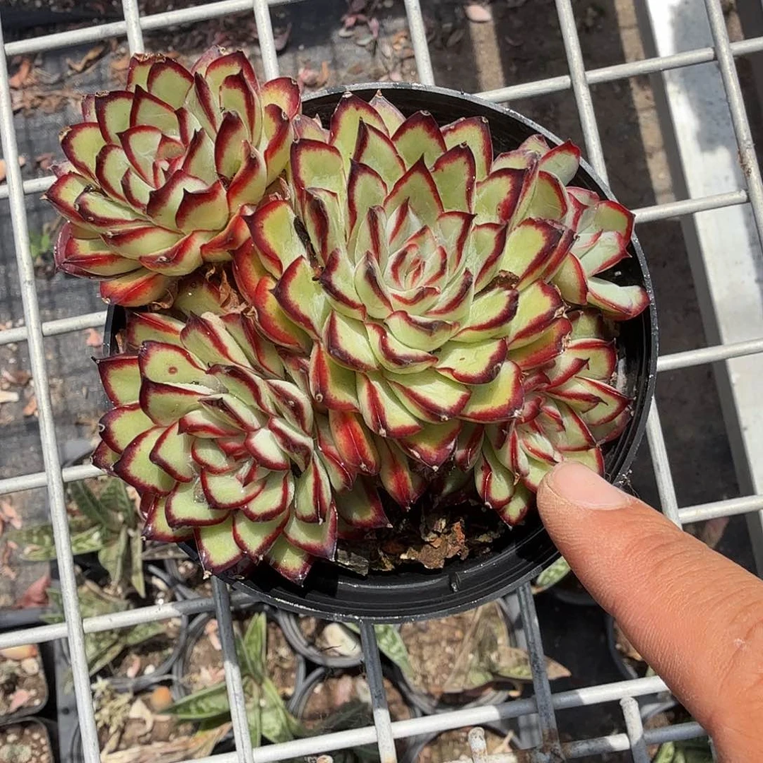肉酱玫瑰多肉植物精品