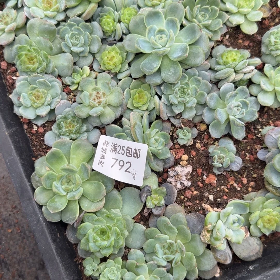 风花792 号30个左右满20包邮