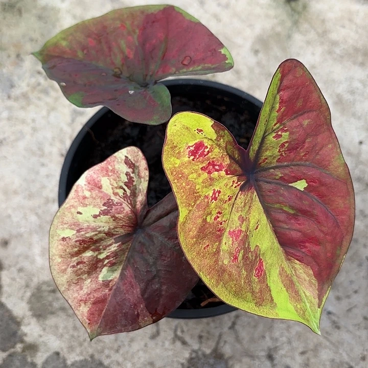 87-1230变异魔福利广东现货